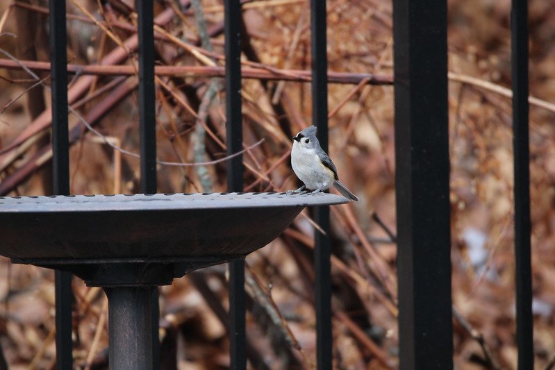 Bird on a bath